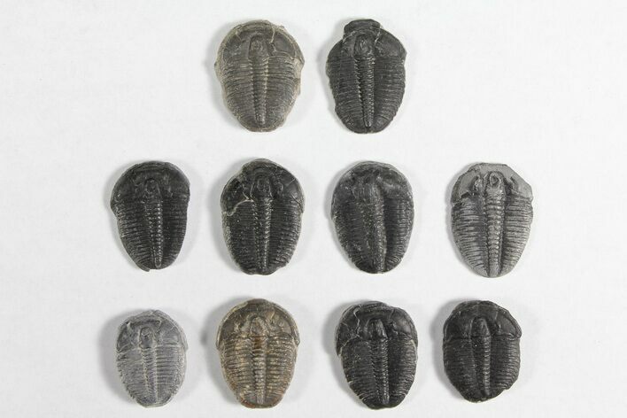 Lot: / Elrathia Trilobites - Pieces #92023